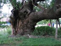 Albums/20090700-Windsor Great Park/3